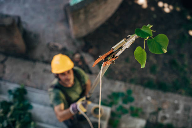 How Our Tree Care Process Works  in American Canyon, CA